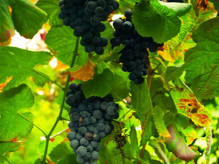 The Portuguese green wine | Blog