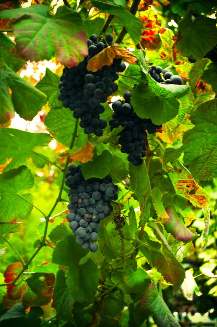 Vino verde de Portugal, el más popular del país